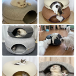貓窩甜甜圈四季通用貓隧道玩具兔子鑽洞輪胎貓洞夏季保暖躲避貓屋 4
