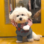 狗狗拿刀衣服搞怪搞笑貓咪泰迪柯基比熊博美柴犬寵物萬聖節變身裝 1