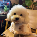 狗狗衣服秋冬保暖防著涼泰迪比熊冬天披風斗篷狗睡袍睡衣加厚毛毯 3