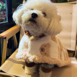 狗狗衣服秋冬保暖防著涼泰迪比熊冬天披風斗篷狗睡袍睡衣加厚毛毯 4